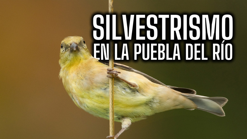 Silvestrismo en la puebla del rio