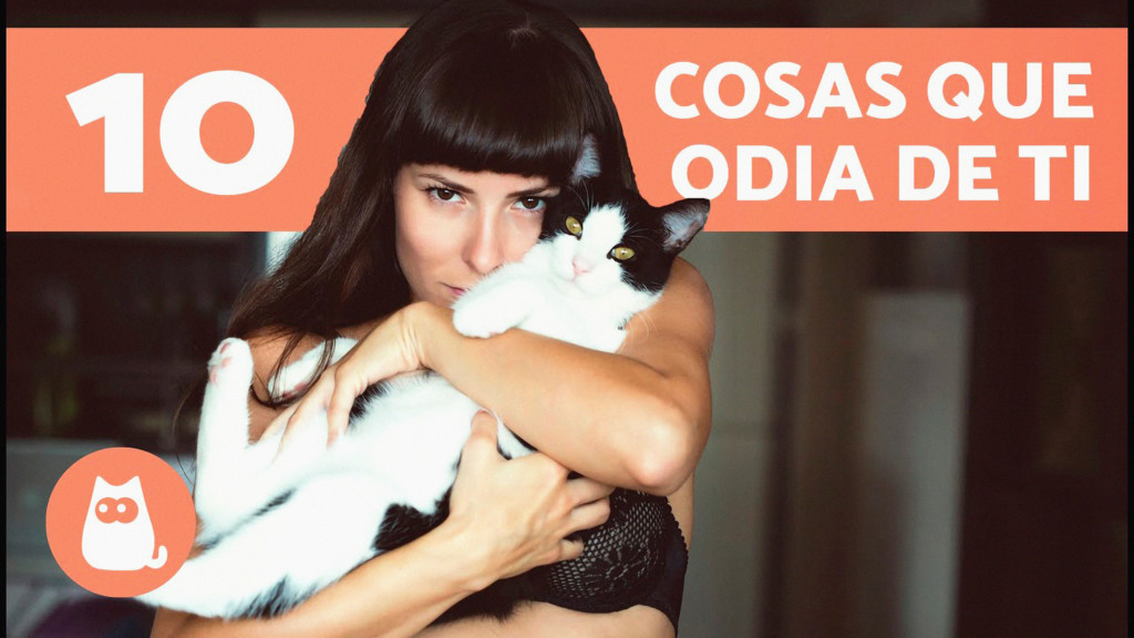¿Qué sienten los gatos?