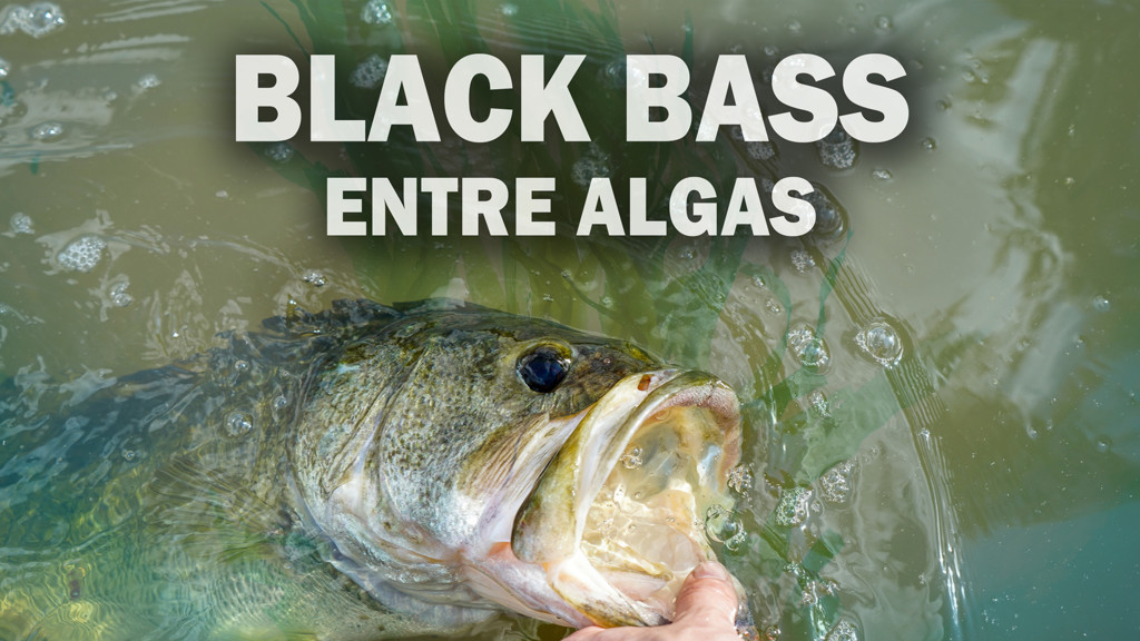 Blackbass entre algas