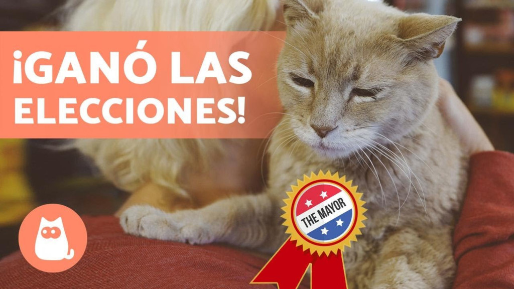 ¿Conoces la historia de estos gatos?