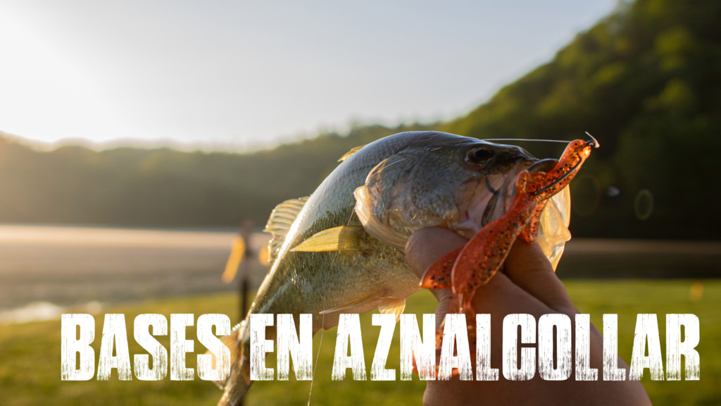 Basses En Aznalcollar