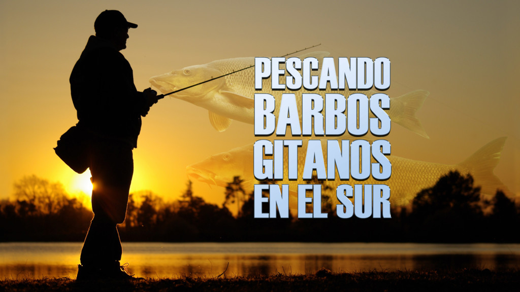 Buscando Barbos Gitanos En El Sur