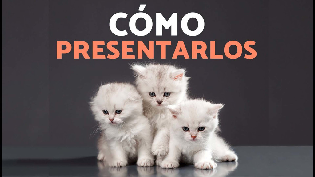 ¿Cómo es su primera llegada a casa?