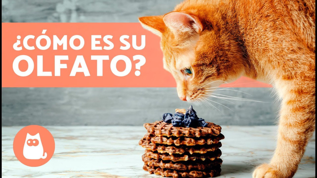 10 curiosidades de los gatos