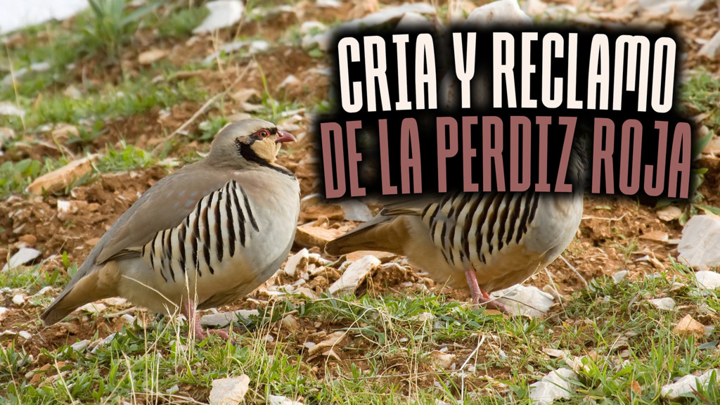 Cria Y Reclamo De La Perdiz Roja