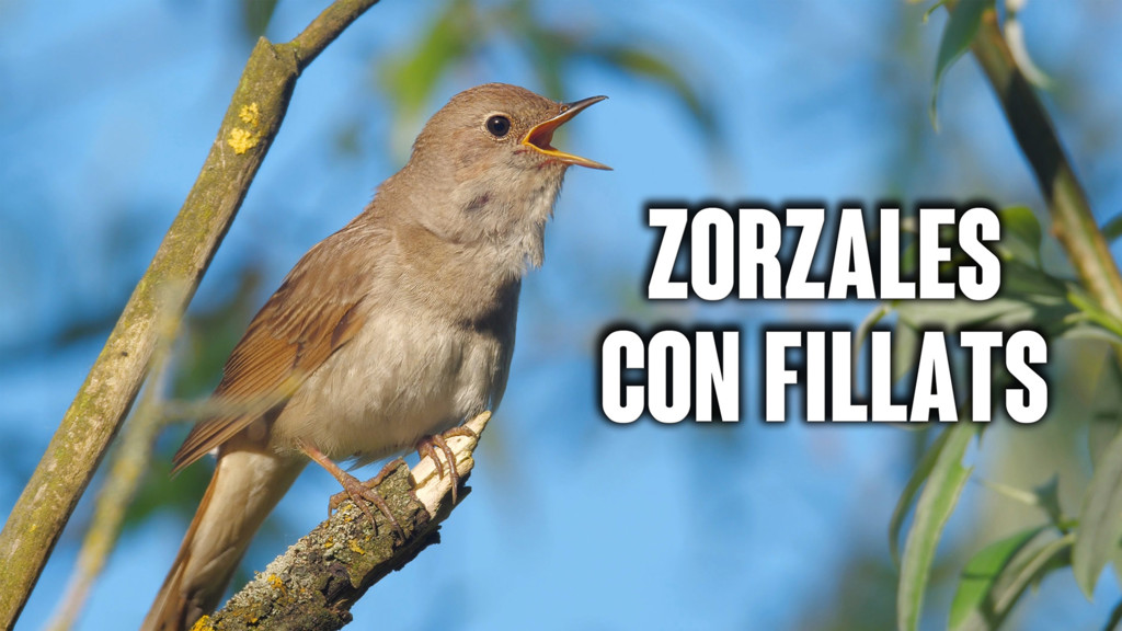 Zorzales con Fillats