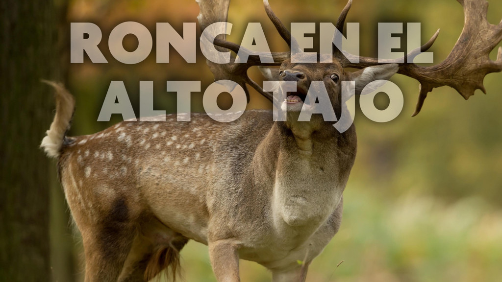 Ronca en el alto Tajo