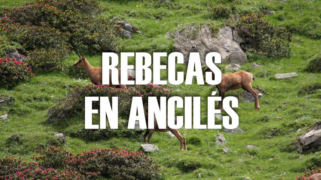 Rebecas en Ancilés