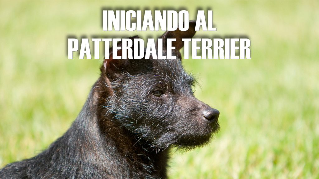Iniciando al patterdale terrier