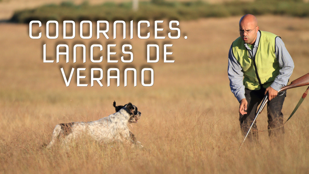 Codornices Lances De Verano