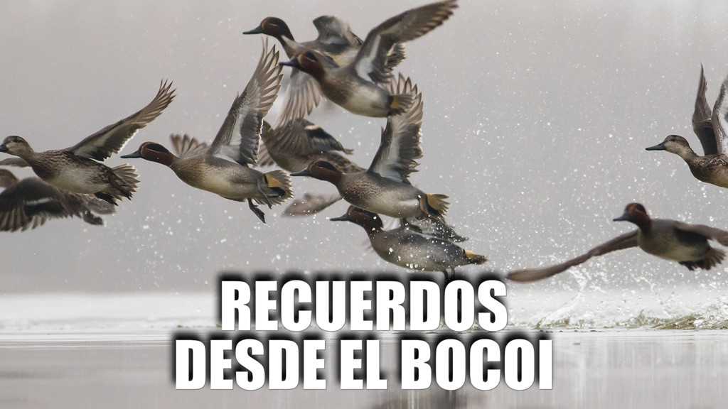 Recuerdos desde el Bocoi