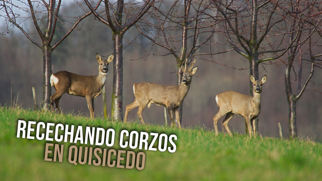 Recechando corzos en Quisicedo