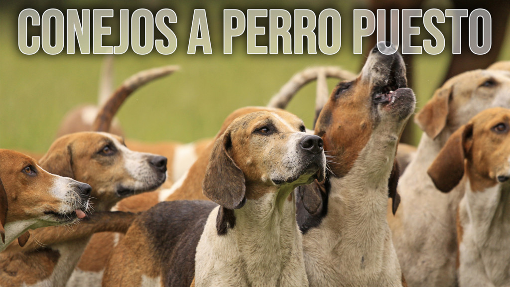 Conejos a perro puesto