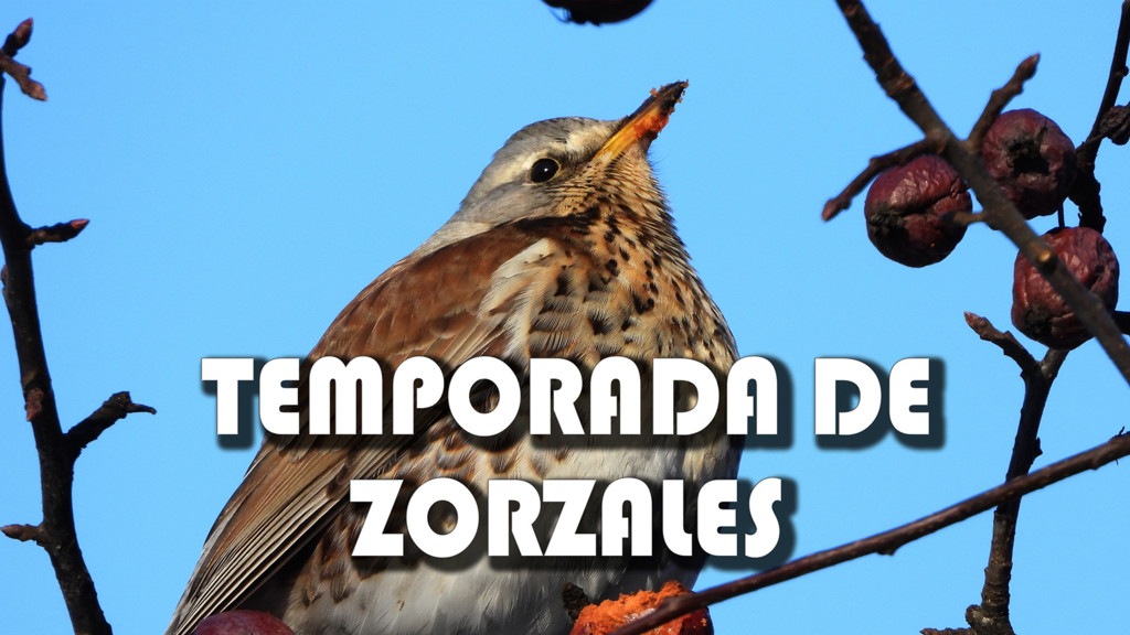 Temporada de zorzales