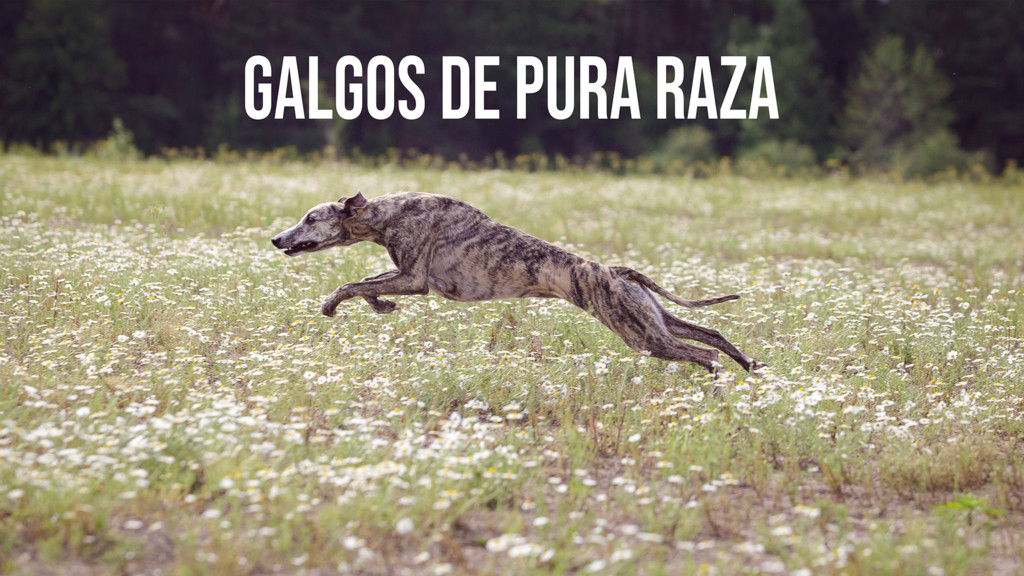 Galgos de pura raza