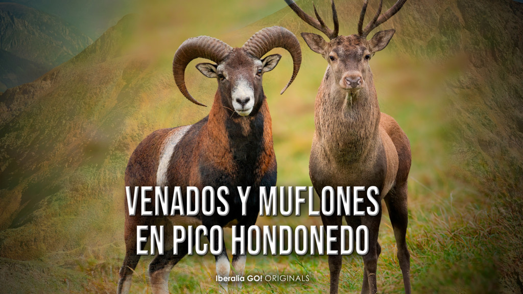 Venados y muflones en Pico Hondonedo