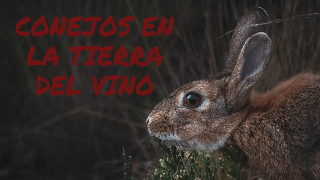 Conejos en la tierra del vino