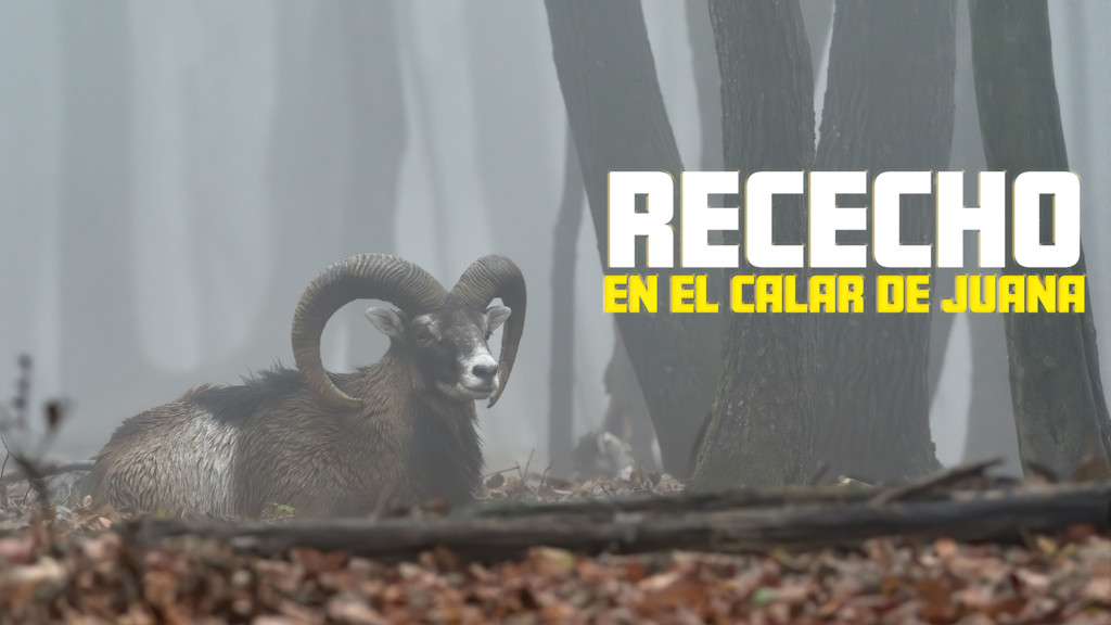 Rececho en el calar de Juana