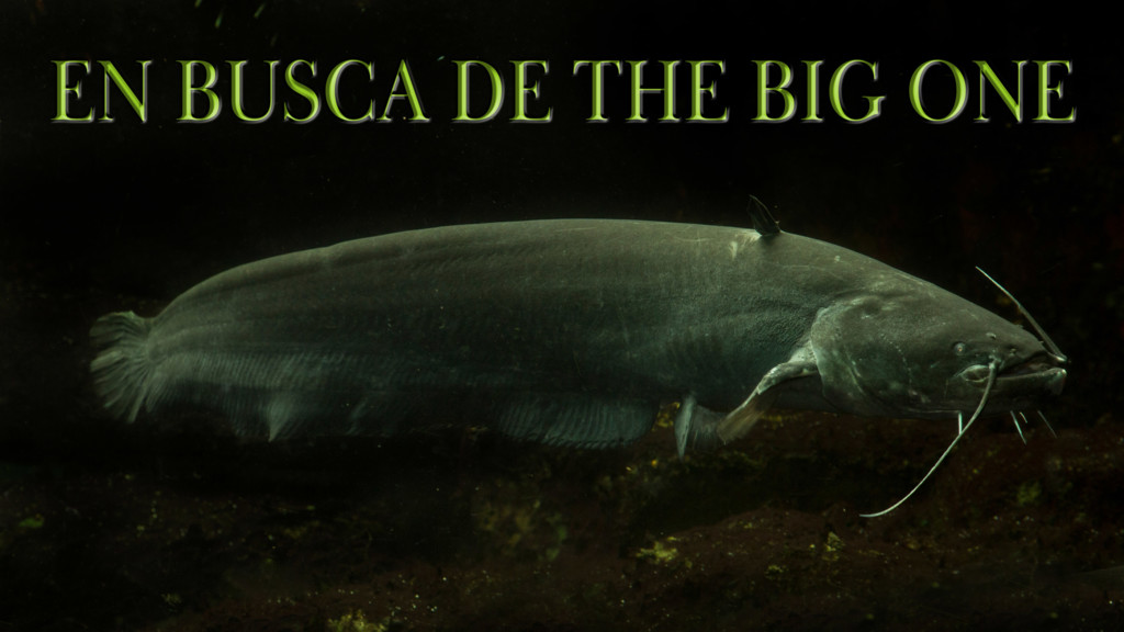 En busca del Big One