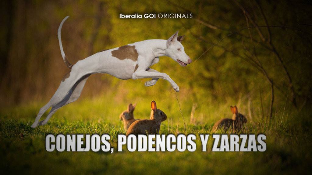 Conejos, podencos y zarzas