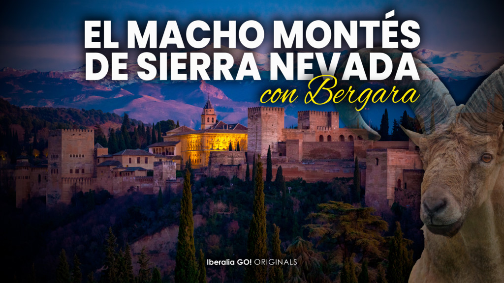 El macho montés de Sierra Nevada con Bergara