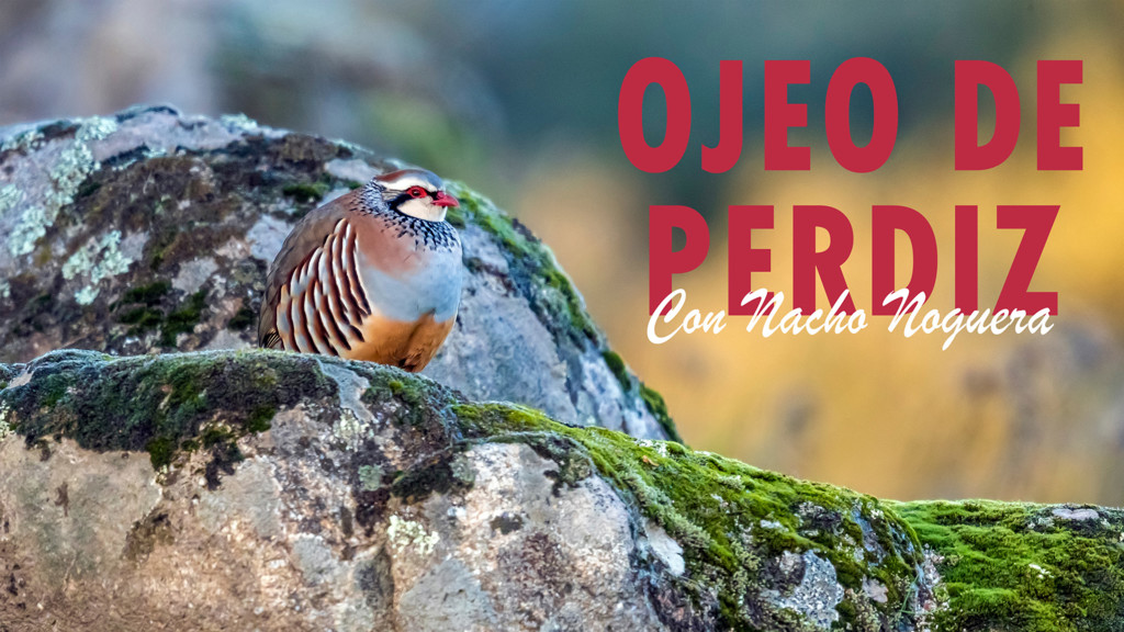 Ojeo de perdiz con Nacho Noguera