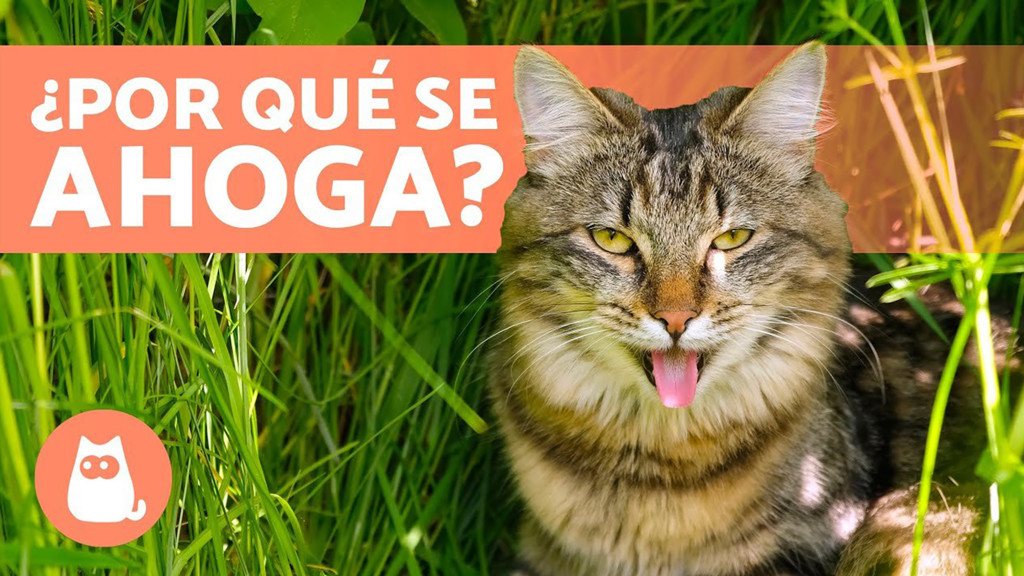 Novedades: consejos y cuidados