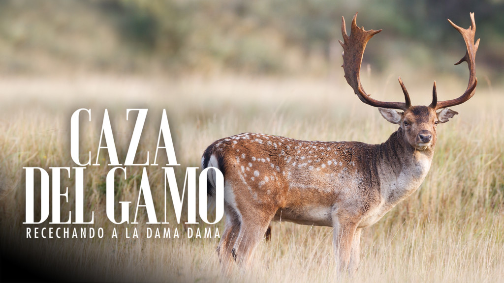 Caza del gamo. Recechando a la Dama Dama
