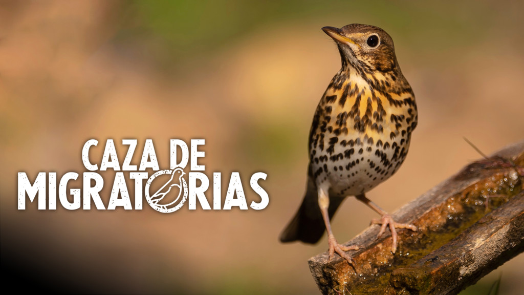 Setters y becadas. Lances de honor en montes y bosques europeos