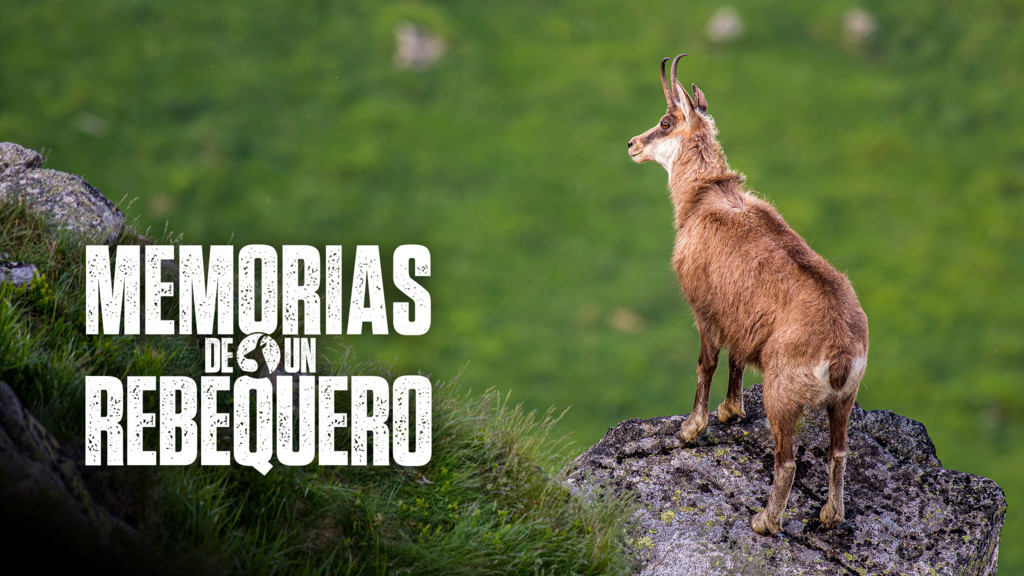 Memorias de un rebequero