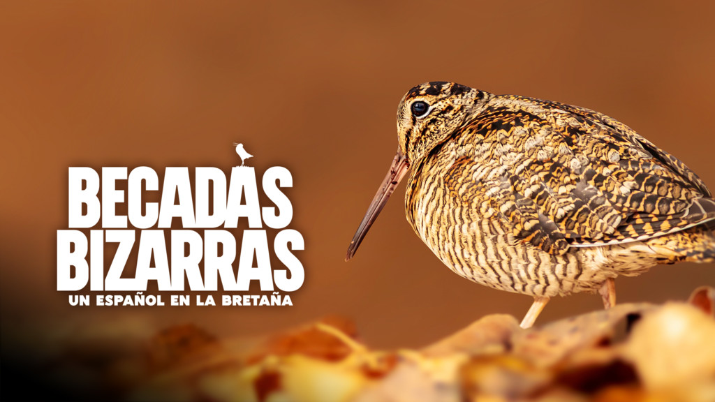 Becadas bizarras, un español en la Bretaña