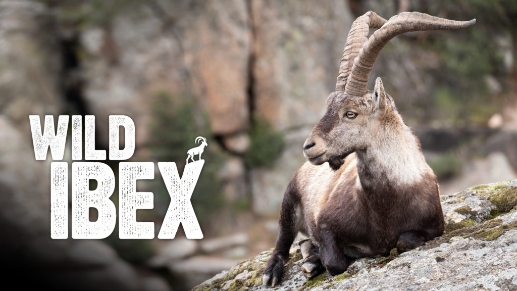 Wild Ibex