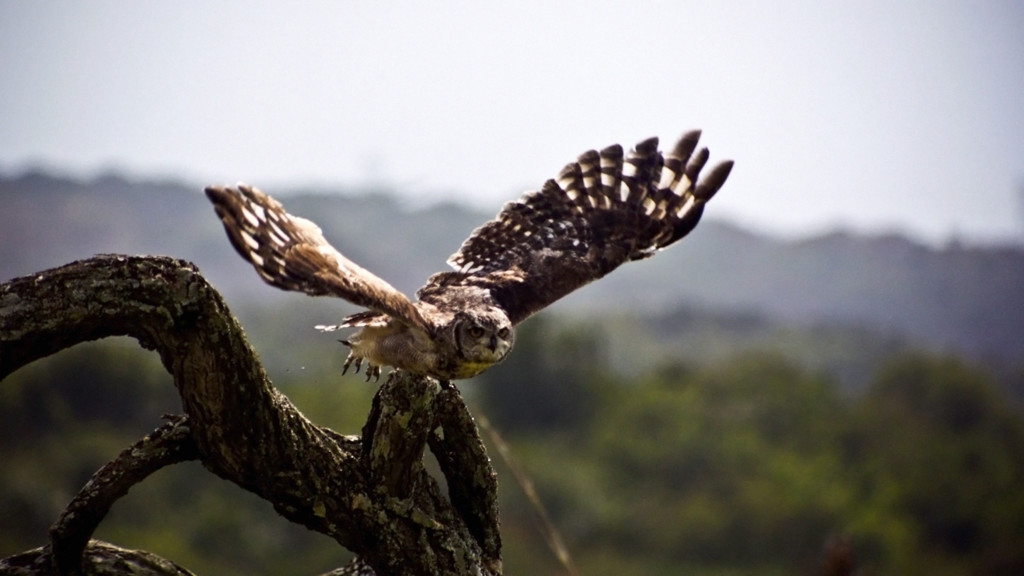 La naturaleza más extraña