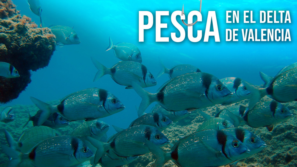 Pesca En El Delta De Valencia