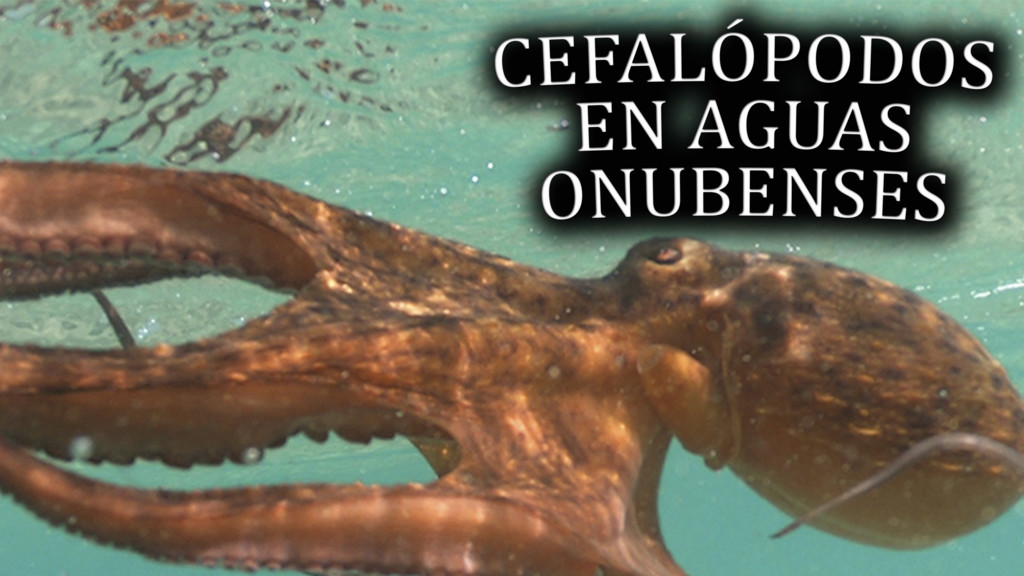 Cefalópodos en águas onubenses