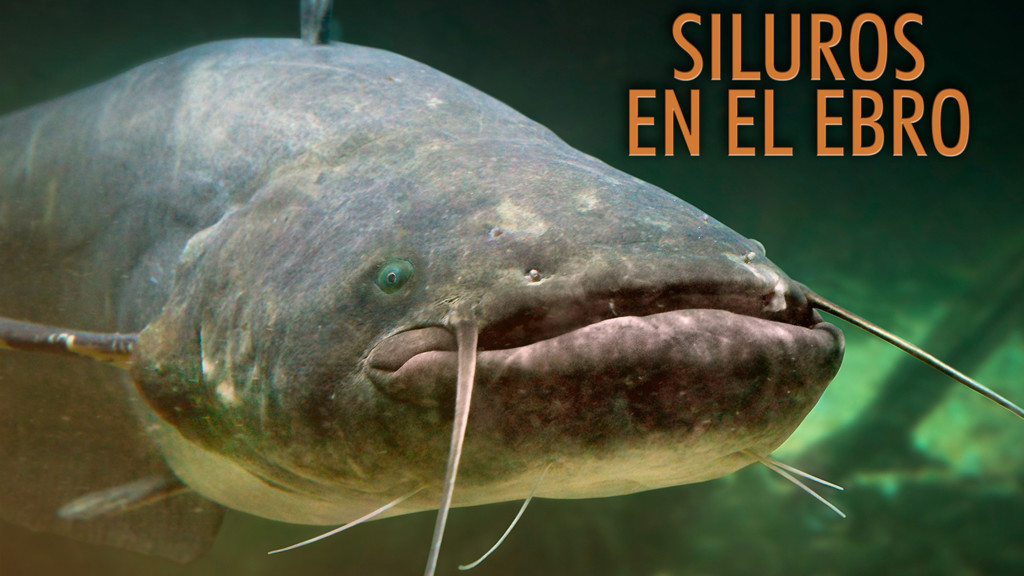Siluros en el Ebro