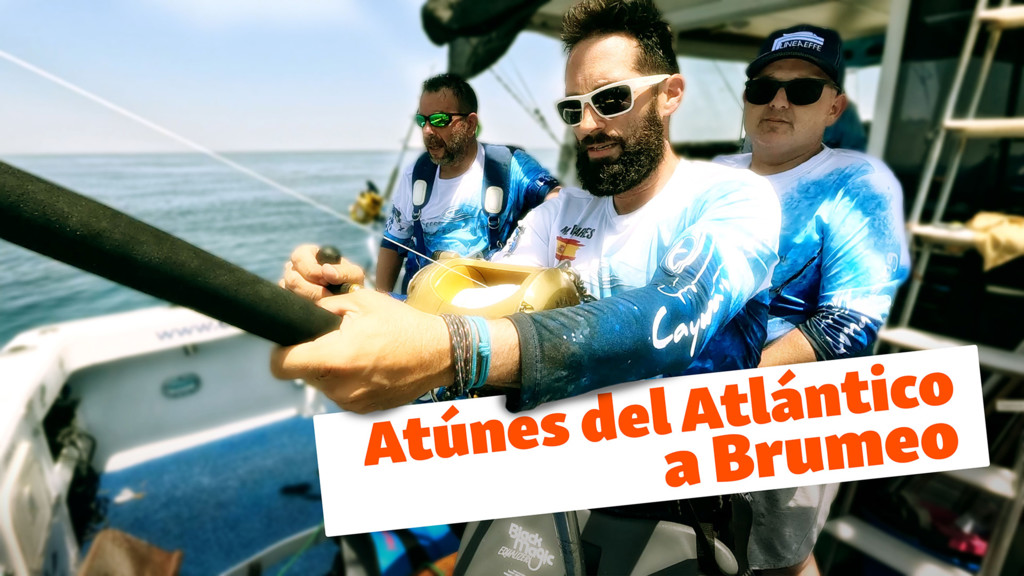 Atunes del atlántico a brumeo