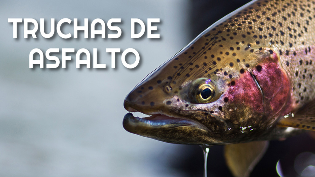 Truchas De Asfalto
