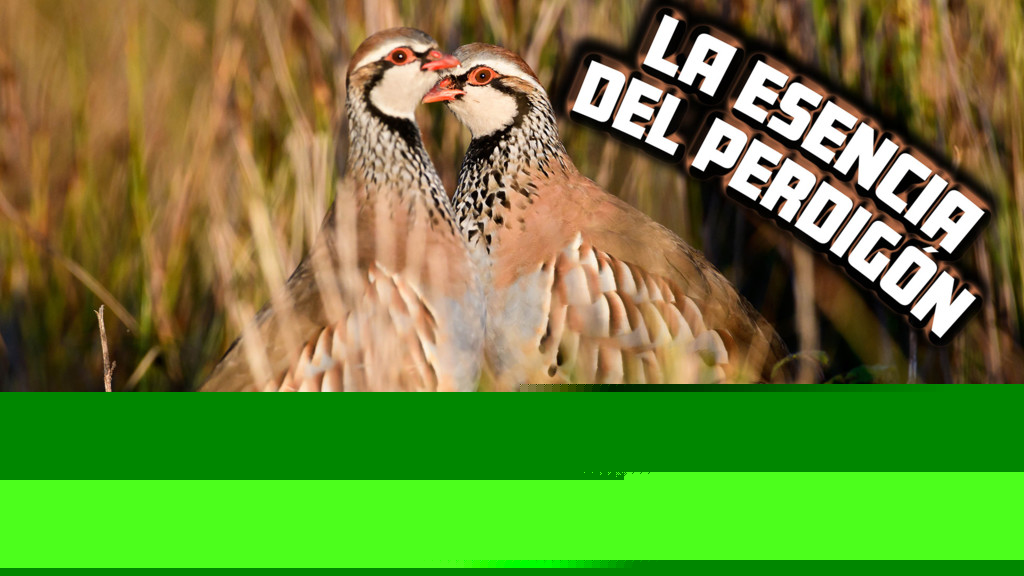 La esencia del perdigon
