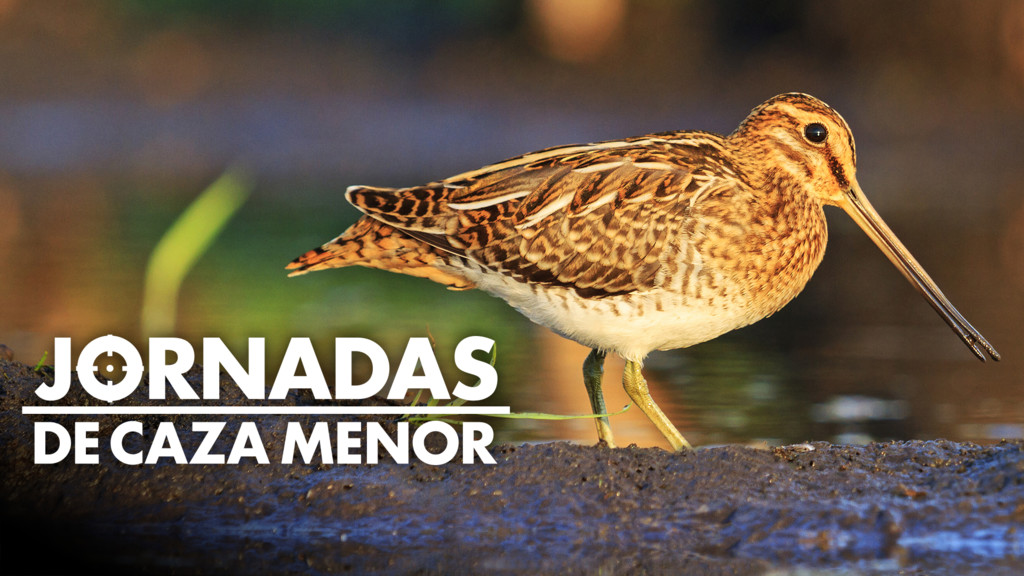 Jornadas de caza menor