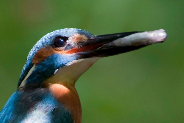 El Amazonas salvaje de Alemania