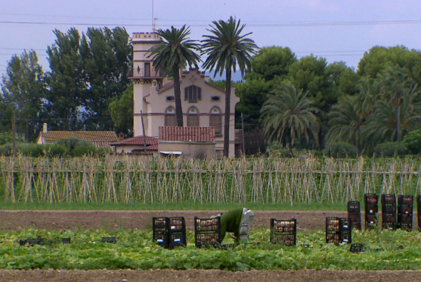 El escarabajo verde