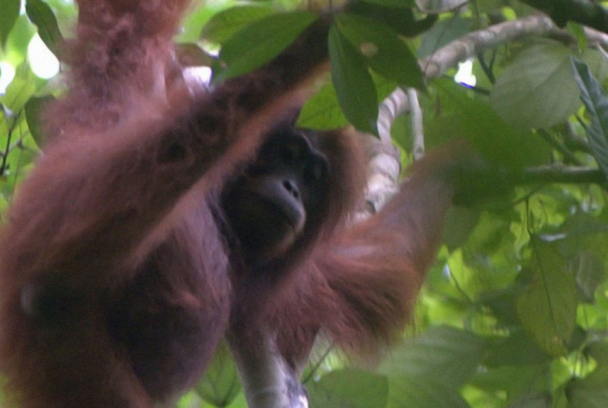 Indonesia salvaje