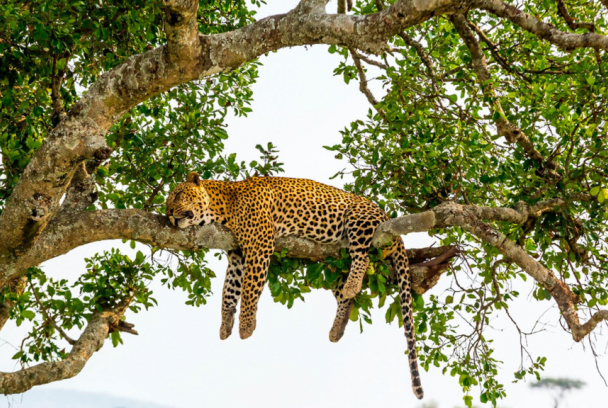 Dormir para vivir