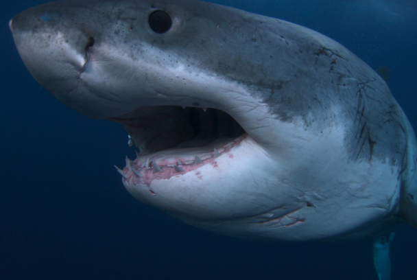 Alien Sharks: Greatest Hits