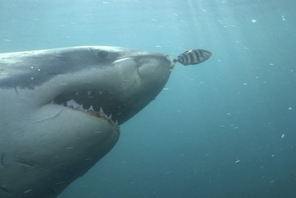 Migraciones de tiburones