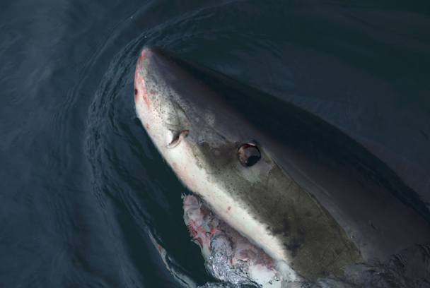Shark week: mejores momentos