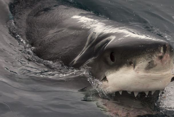 I Was Prey: Jaws Awakens