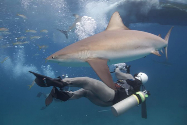 Tiburones: Cómo atacan