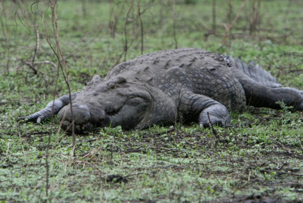 La cara oscura de los cocodrilos